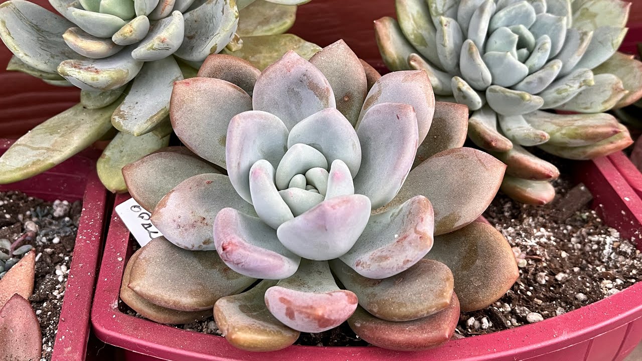 Preparándonos para el invierno con las sucus ❤️🌸🇨🇱