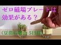 ゼロ磁場プレートは効果がある？(豆苗の場合  5日目)