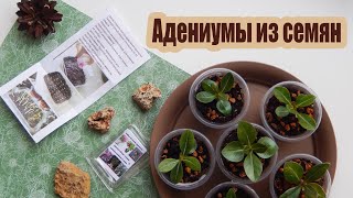 Адениум из семян | Рост и развитее сеянцев со дня посева + первая пересадка