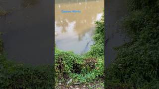 Famous Good size Alligator in the rain along the Bayou:)#alligator #shortvideo #gators #shorts #viralshorts Profile