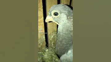 صوت فرخ الحمام 