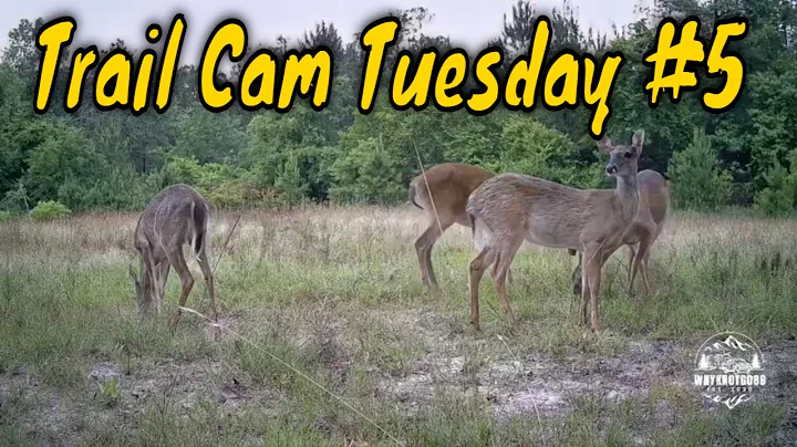 Trail Cam Tuesday #5