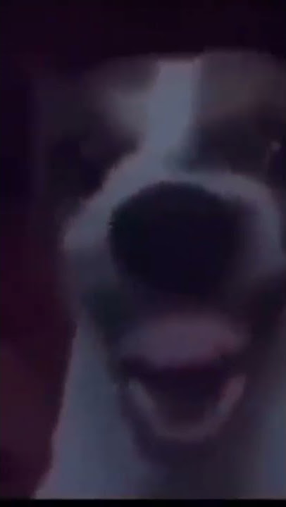 meme anjing ketawa bikin ngakak 🤣