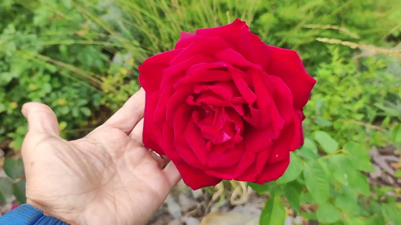 Наш сад в начале октября. Магнолии, розы, злаки, гортензии, виноград.