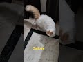 Persian Cat   #shortvideo#youtubeshorts#viral#shors#ytshrts#mukund
