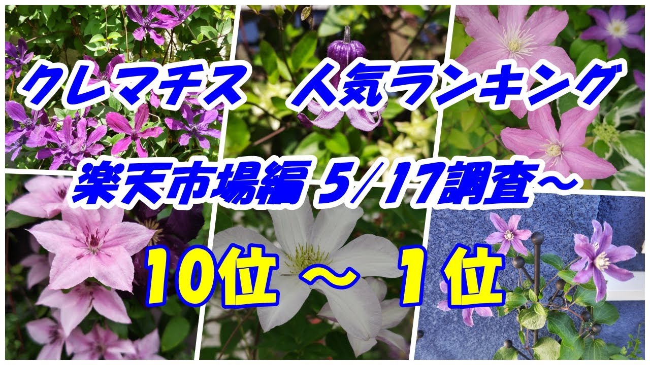 May 2013 Rakuten Clematis Ranking 10th to 1st - YouTube