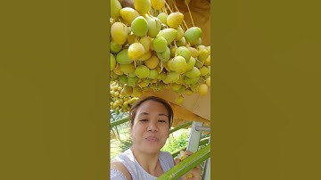 Dates in Thailand #dates #datefruit #fruit #datefarm #thailand #eating