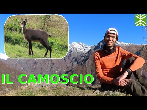 Animali in Val Grande ep. 01 - Camoscio