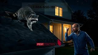 Animated Raccoon Breaking Into Attic Stop Wildlife Damage With Brilliex Pest Control