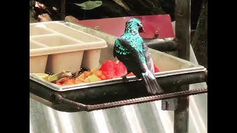 Mirip di DEHAKIMS AVIARY
