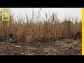 The Human Cost of Sugar Harvesting | National Geographic
