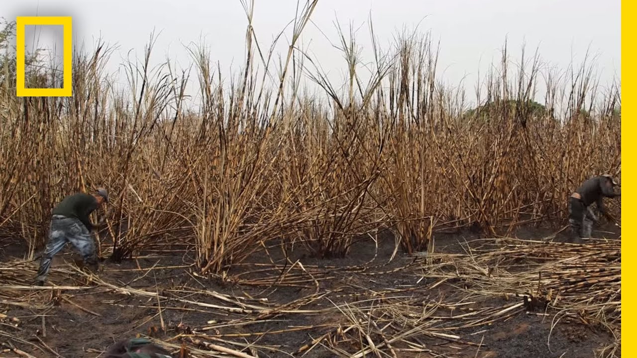 Documentary backdrop image for The Human Cost of Sugar Harvesting (2015)