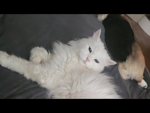 고양이 미르는 회복중