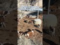 Watch cows go wild over their favourite manual cattle brush. #cow #cowbrush #cattle #cattlebrush
