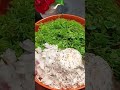 #akkirotirecipe #sabpige #soppu #healthyfood