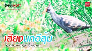 เสียงนกอีลุ้ม Watercock Sound MP3