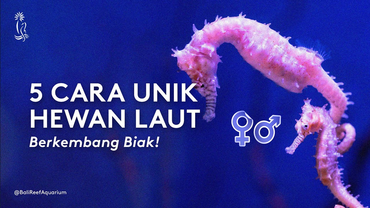 Fakta Unik 5 Cara Unik Hewan Laut Berkembang Biak YouTube