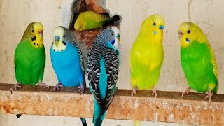 12 hr Budgie Sounds for Lonely Budgies