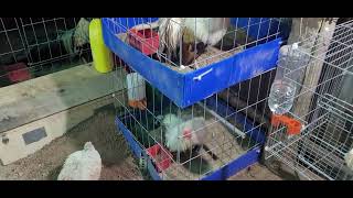 Gà Tre Tân Châu Kiểng. Gà Tại Long Xuyên, An Giang. Sđt 0919455582 Quang Kỳ.