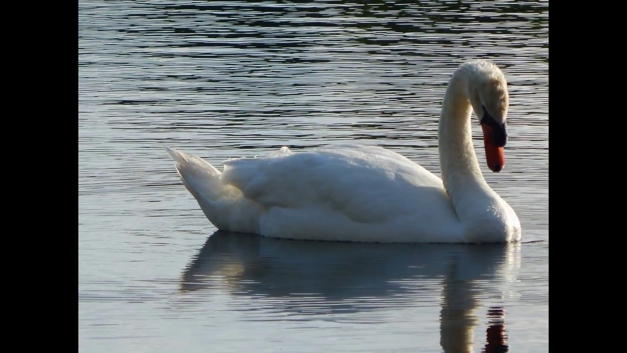 SWANN BEAUTIFUL, APRIL, 2016 VIERA, FLORIDA SIX MILE CREEK YouTube
