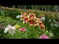 TOCHIGI. Late blooming lilies on the top of a mountain.#4K #ハンターマウンテンゆりパーク