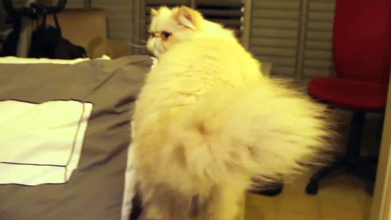 Big Cha Cha - Cats Dancing to The Notorious B.I.G. - "Big Poppa"