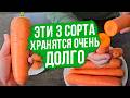 Эти ТРИ СОРТА МОРКОВИ идеальны для долгого хранения!