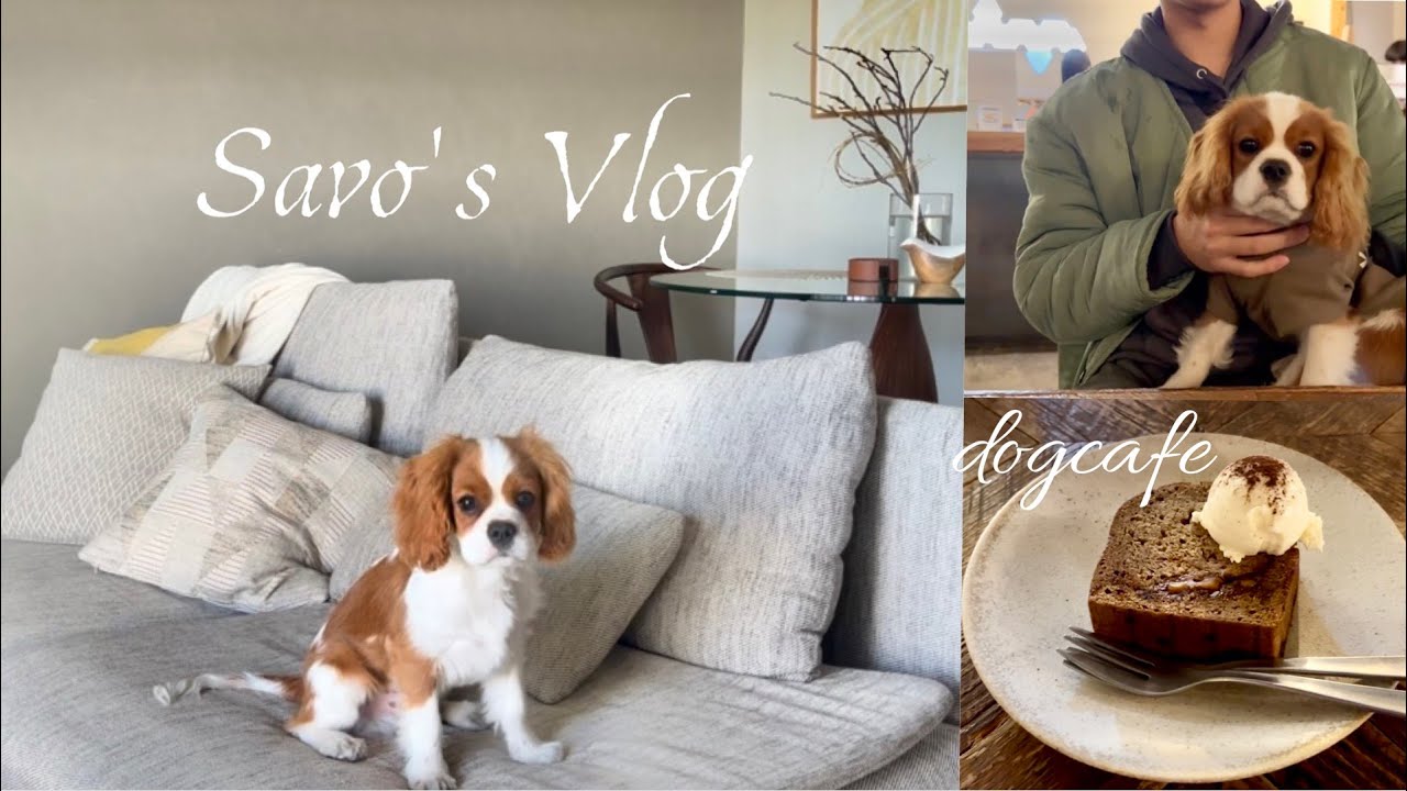 【vlog】キャバリアさぼ｜代々木公園でドッグランデビュー＆わんちゃんOKのカフェ巡り