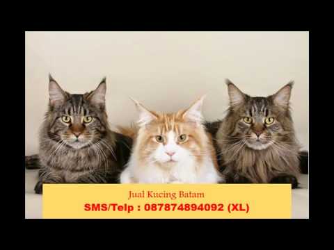 0878-7489-4092 (XL) Kucing Anggora Asli di Batam