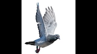the first youngbird race of the season what you need to do to be a winner