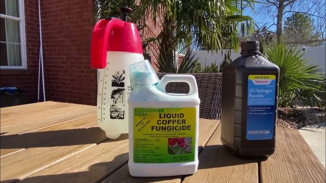Treating cold damage in palms with copper fungicide YouTube