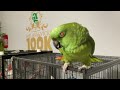 Loro dice que el es el más bonito/lorita viral/loro llorando porque no llega su papá/loro dando beso