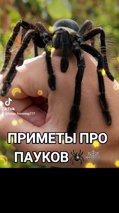ПРИМЕТЫ ПРО ПАУКОВ #ритуалы #таро #расклад #money - YouTube