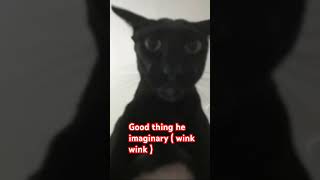Be careful! #cat #evil #evillary