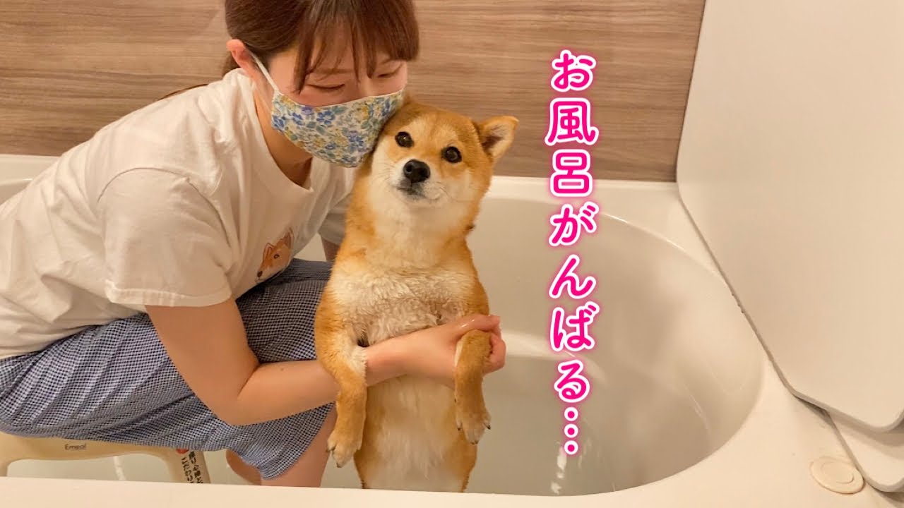 ママと一緒ならお風呂頑張っちゃう柴犬が可愛い