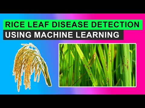 Rice Leaf Disease Detection Using Machine Learning Techniques