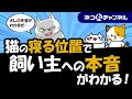 猫の寝る場所でわかる!猫のあなたへの好感度!
