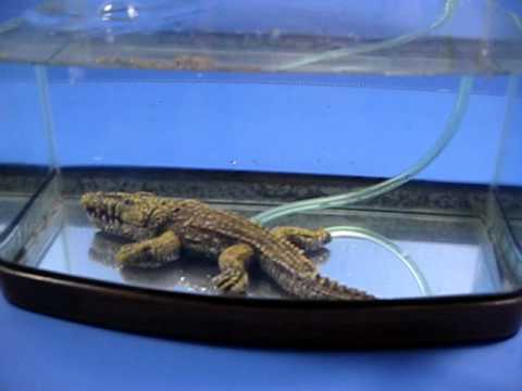 bubbling fish tank decorations