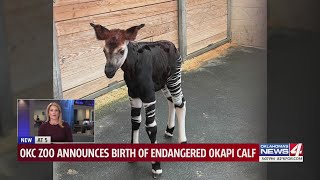 OKC Zoo celebrates birth of endangered okapi calf