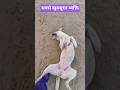 सबसे खूबसूरत व्यक्ति #straydogs #animalcare #dogrescue #trending #animalhelp
