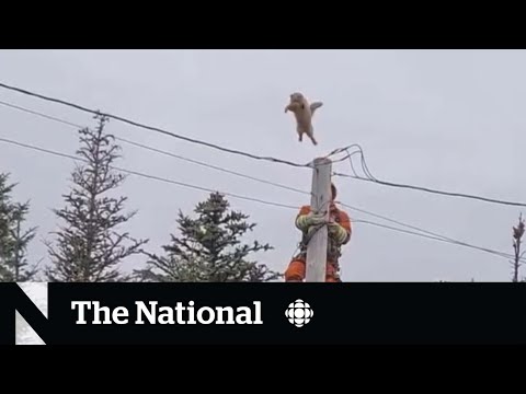 #TheMoment Coco the cat leapt from a utility pole