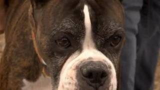 Could Dog DNA Solve Human Disease? | Horizon: The Secret Life of the Dog | BBC Studios