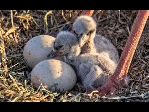 Kirchzarten Second Stork Chick 2026 live cam preview