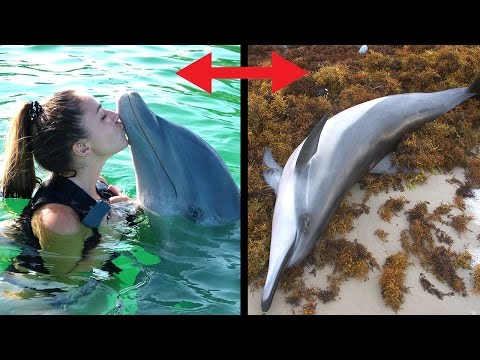 Video: Sind Delfine Wirklich So Schlau, Wie Sie Angeblich Sind? - Alternative Ansicht