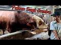 Resep Pakan Murah Untuk Sapi JUMBO ala Kandang Unyil TR