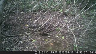 Japanese Raccoon Dogs Roam around the 2ry Forest for Food in Mid Summer by sigma1920HD 3 views 10 hours ago 17 minutes