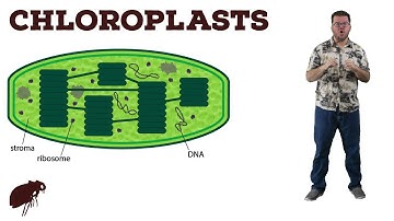Chloroplasts