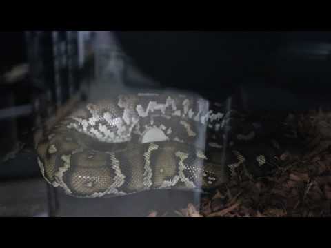 Possible World's First Video of Angolan Python Laying!