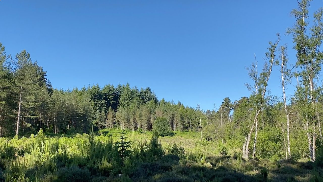 Video 6: Clearfell adjacent to conifer plantation with singing Tree Pipit on 13 June 2022