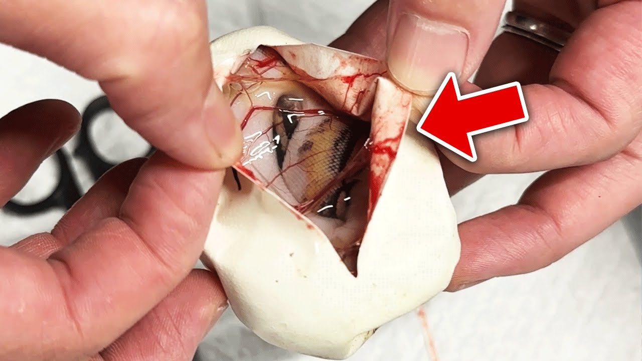 【ヘビの誕生神秘】エッグカットでボールパイソンの卵を開きます